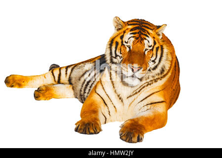 Tiger isolated on white background. Stock Photo