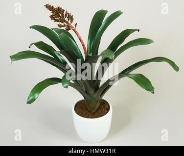 aechmea-aechmea-ramosa-