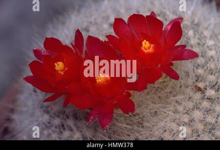 Scarlet ball cactus (Brasilicactus haselbergii) flowers, Cactaceae. Stock Photo