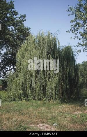 Botany - Trees - Salicaceae. Wisconsin weeping willow (Salix babylonica) Stock Photo