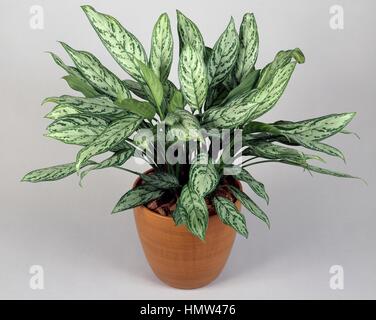 Philippine-evergreen (Aglaonema commutatum Treubii), Araceae. Stock Photo