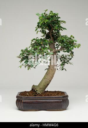 Keyaki or Japanese zelkova bonsai (Zelkova serrata), Ulmaceae. Stock Photo