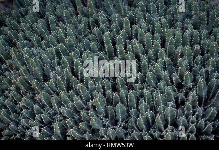 African spurge (Euphorbia resinifera), Euphorbiaceae. Stock Photo