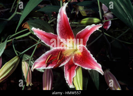 Lily (Lilium Stargazer), Liliaceae. Stock Photo