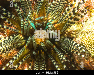 Echinothrix calamaris, known as the banded sea urchin or double spined urchin among other vernacular names, is a species of sea urchin  family Diadema Stock Photo