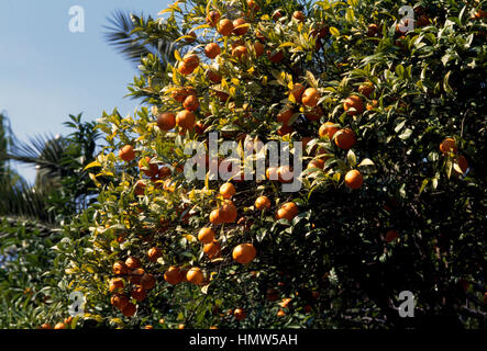 Citrus bigaradia clearance