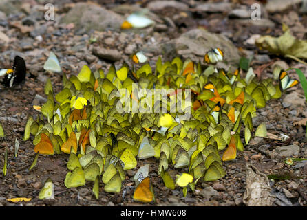 Many large grass yellows (Eurema hecabe) on the ground, foraging, Kaeng Krachan, Phetchaburi, Thailand Stock Photo