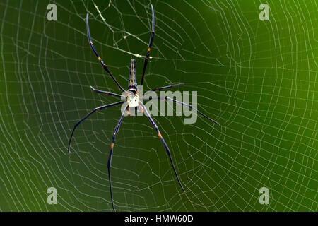 Northern golden orb weaver (Nephila pilipes) in web, Kaeng Krachan, Phetchaburi, Thailand Stock Photo