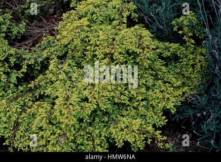 Golden Flat juniper (Juniperus communis Depressa Aurea), Cupressaceae. Detail. Stock Photo