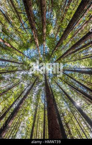 Redwood forest, coast redwood (Sequoia sempervirens), Whakarewarewa Forest, Rotorua, North Island, New Zealand Stock Photo