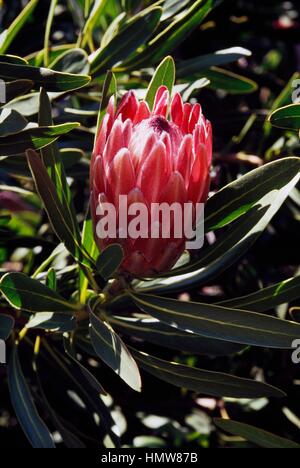 Oleanderleaf protea (Protea neriifolia), Proteaceae. Stock Photo