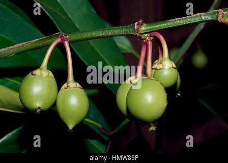 Leaves and fruits of Eggtree or Himalayan garcinia (Garcinia xanthochymus), Clusiaceae. Stock Photo