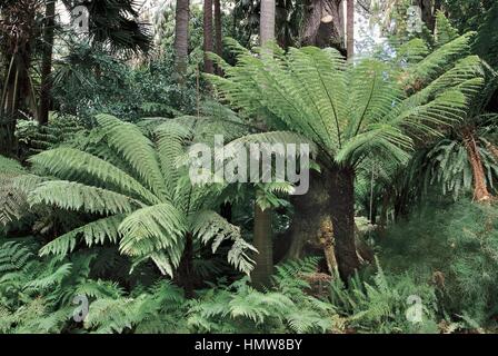 Botany - Cyatheaceae. Rough tree fern (Cyathea australis) Stock Photo
