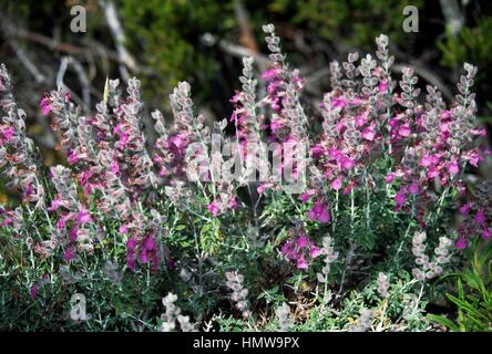 Cat thyme in bloom (Teucrium marum), Lamiaceae. Stock Photo