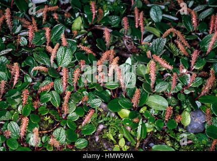 Net-veined Willow (Salix reticulata), Salicaceae. Stock Photo