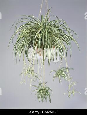 Houseplants - Liliaceae. Spider Plant (Chlorophytum elatum variegatum) Stock Photo