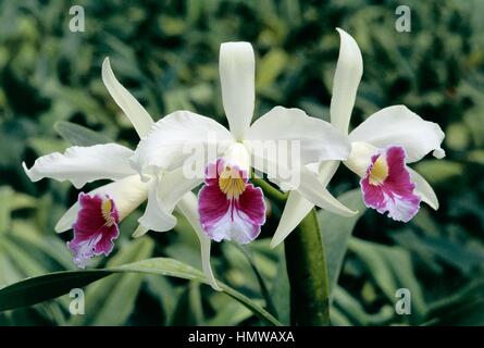 Orchid (Laelia purpurata roxo-bispo), Orchidaceae. Stock Photo