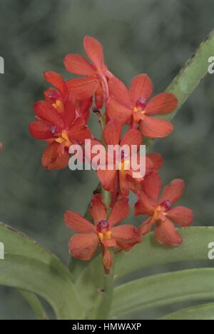 Botany - Orchidaceae. Ascocentrum curvifolium Stock Photo