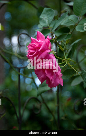 Rose Zephirine Drouhin Stock Photo