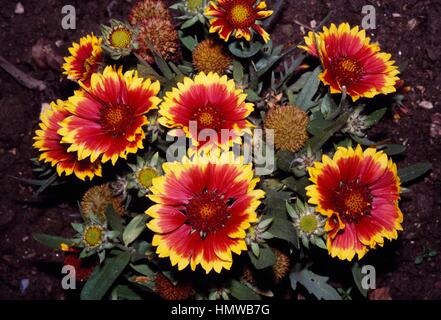 Blanketflower or Gaillardia (Gaillardia aristata Kobold or Goblin), Asteraceae. Stock Photo