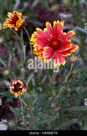 Blanketflower or Gaillardia (Gaillardia aristata Kobold or Goblin), Asteraceae. Stock Photo