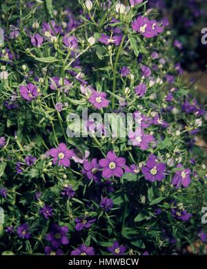 Echter Frauenspiegel, Legousia speculum-veneris, Venusspiegel, Venus´  Looking Glass Stock Photo - Alamy