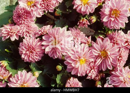 Small Dahlia (Dahlia sp), decorative dahlias, Asteraceae. Stock Photo