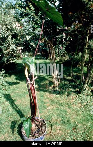 Xanthosoma violaceum hi-res stock photography and images - Alamy