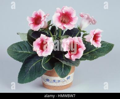 Florist's gloxinia or Brazilian gloxinia (Gloxinia speciosa or Sinningia speciosa), Gesneriaceae. Stock Photo
