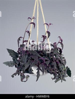 Houseplants - Asteraceae. Velvetplant (Gynura aurantiaca) Stock Photo