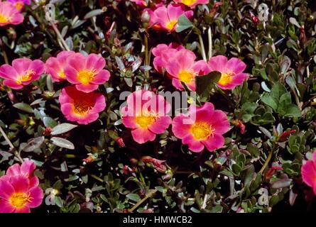 Farewell to spring, Clarkia amoena subsp. lindleyi (Large-flowered godetia,  Godetia grandiflora). Handcoloured copperplate engraving by G. Barclay  after Miss Sarah Drake from John Lindley and Robert Sweet's Ornamental  Flower Garden and Shrubbery