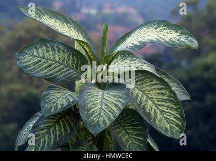 Dumb cane (Dieffenbachia amoena Tropic Snow), Araceae. Stock Photo