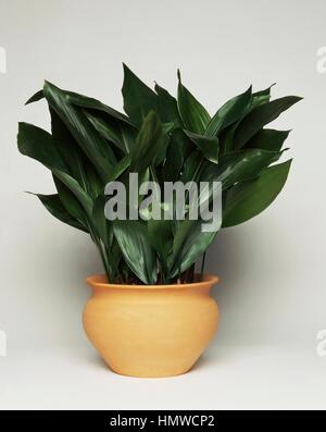 Cast-iron plant or Barroom plant (Aspidistra elatior), Asparagaceae. Stock Photo