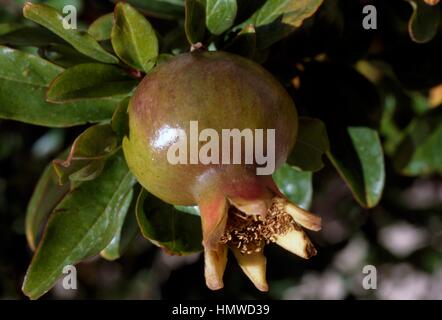 Fruit of the Pomegranate (Punica granatum), Punicaceae. Stock Photo