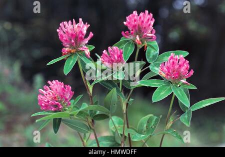 Zigzag Clover (Trifolium medium), Fabaceae. Stock Photo