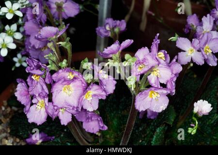 Natalie's ramonda (Ramonda nathaliae), Gesneriaceae. Stock Photo