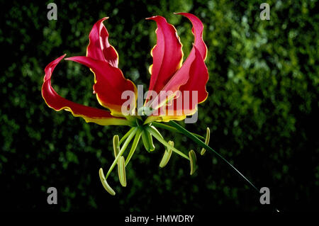 Flame lily, Glory lily or Climbing lily (Gloriosa rothschildiana or Gloriosa superba), Colchicaceae. Stock Photo