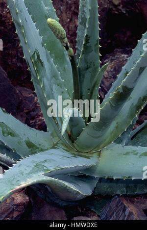 Botany - Liliaceae - Aloe vera sp. (Aloe Barbadensis Miller). Stock Photo