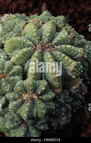 Aztec cactus (Aztekium ritteri), Cactaceae. Stock Photo