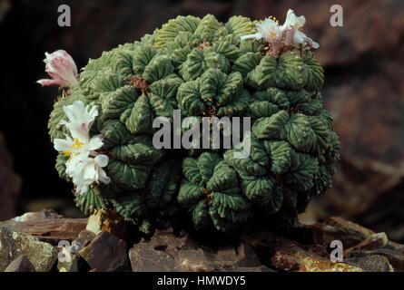 Flowering Aztec cactus (Aztekium ritteri), Cactaceae. Stock Photo