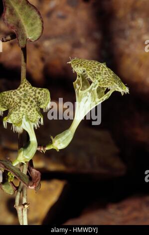 Parachute plant (Ceropegia sandersonii) umbrella flowers, Asclepiadaceae. Detail. Stock Photo