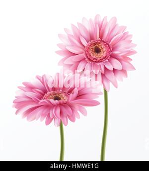 Gerbera Flower Isolated on White Background. Vector Illustration Stock Vector