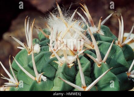 Stenocactus coptonogonus, Cactaceae. Stock Photo