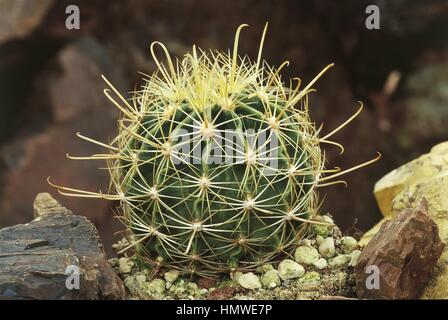Botany - Cactaceae - Miniature barrel cactus (Thelocactus setispinus) Stock Photo