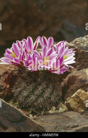 Botany - Cactaceae. Mammillaria blossfeldiana Stock Photo