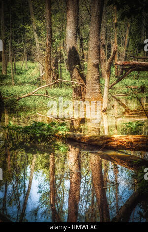 A pond on the Yorktown National Battlefield in Virginia Stock Photo