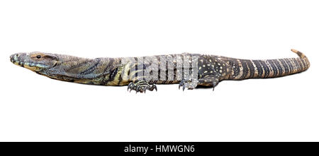 A Lace monitor (Varanus varius) isolated on a white background Stock Photo