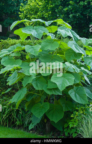 Young shoots of Catalpa bignonioides after cut back gives large leaves Stock Photo