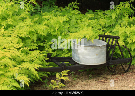 white-stemmed bramble 'Goldenvale', Rubus cockburnianus 'Goldenvale' and a wheelbarrow,  Gardens of Pays d'Auge, Normandy, France Stock Photo