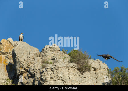 Bonelli's eagle Aquila fasciata, adult male & female, perched on cliff against blue sky, near Béziers, Hérault, France in June. Stock Photo